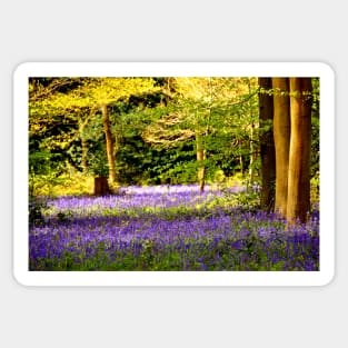 Bluebell Woods Basildon Park Reading Sticker